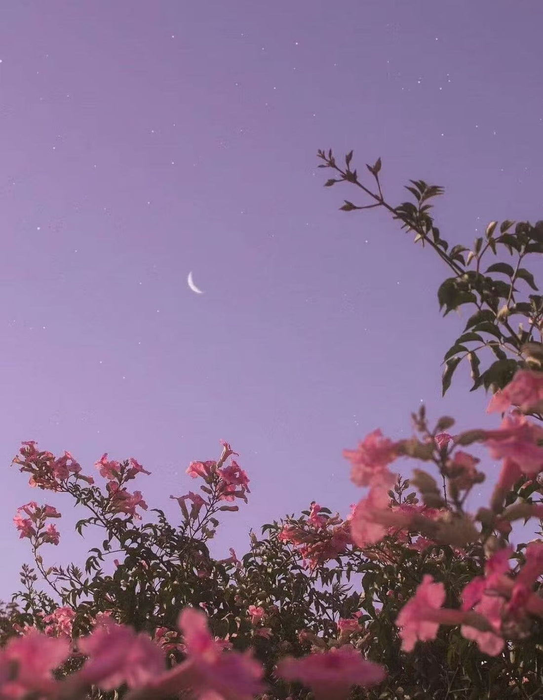 The Whispering Bracelet